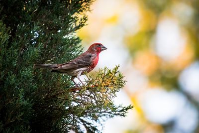 Close-up of bird perching on tree