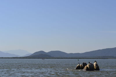 Birds perching on rocks in sea against sky