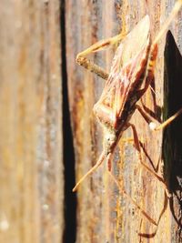 Close-up of insect on wall