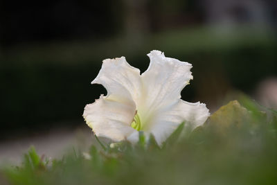 Close-up of white rose flower