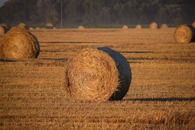 Hay bales on field