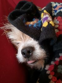 High angle view of dog looking away