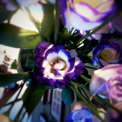 Close-up of purple flowers blooming outdoors