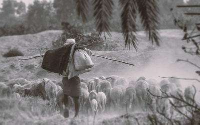 Rear view of man herding sheep