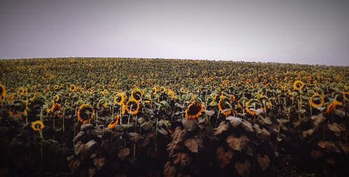 Flowers growing on field against clear sky