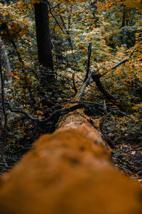 Sunlight falling on plants in forest