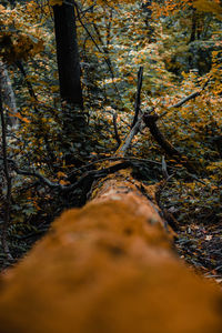 Sunlight falling on plants in forest