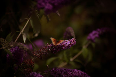 Close-up of purple flowering plant