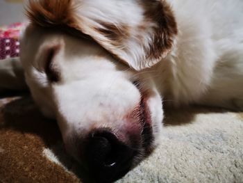 Close-up of dog sleeping