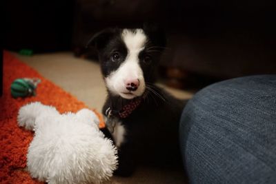 Portrait of dog on sofa at home