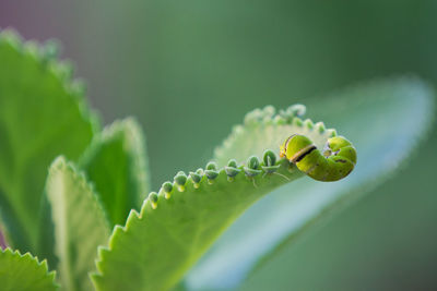 Close-up of green leaf