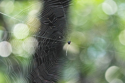 Close-up of spider and web