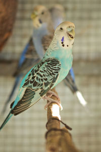 Close-up of parrot perching