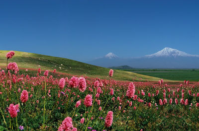 Mountain ararat,armenia.