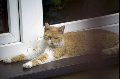 Cat resting on window sill