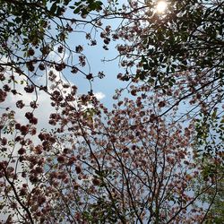 Low angle view of flowering trees against sky