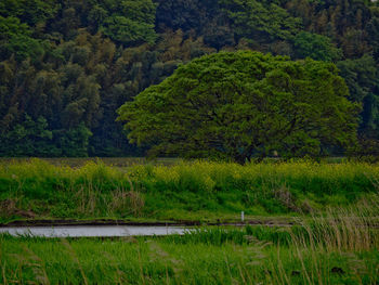 Scenic view of field