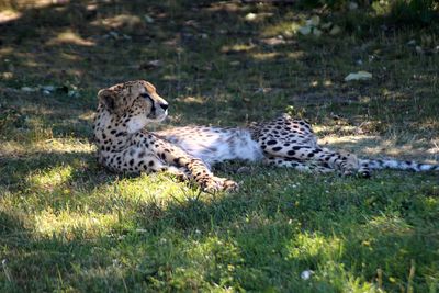 Lion lying on grass