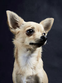 Close-up of a dog looking away