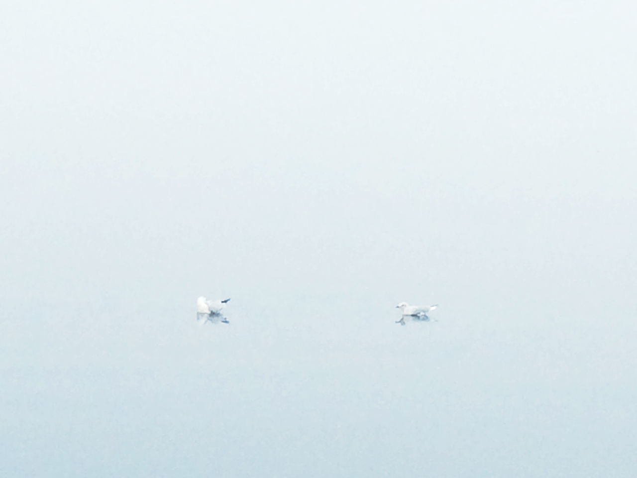 VIEW OF BIRDS FLYING IN SKY