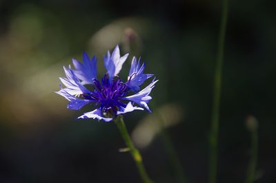 Close-up of purple flowering plant