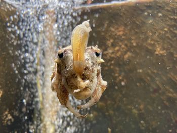 Close-up of catfish swimming in water