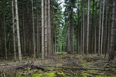 Pine trees in forest