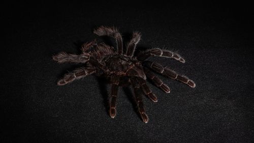 Close-up of wilted plant against black background