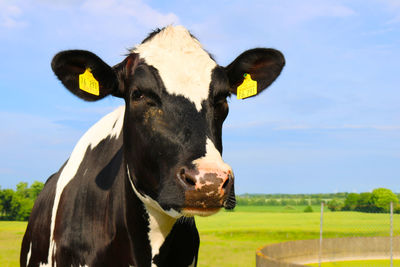 Close-up portrait of cow against sky