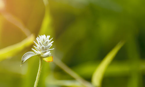 Close-up of flower blooming outdoors