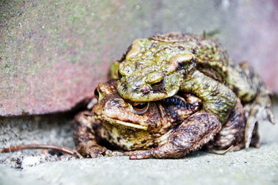 Close-up of frog on rock