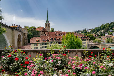 Flowering plants by buildings against sky in city