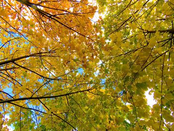 Low angle view of maple tree