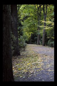 Surface level of footpath amidst trees in forest during autumn