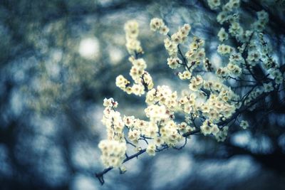 Close-up of white flowers on branch