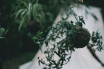 Close-up of fresh green plant