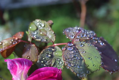 Close-up of water drops on purple flowers