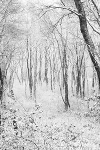 Bare trees in forest during winter