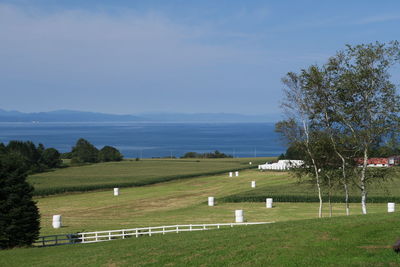 Scenic view of field against sky