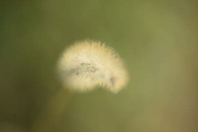 Close-up of dandelion against blurred background