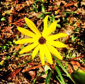 Close-up of yellow flower blooming outdoors