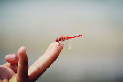 Close-up of hand holding dragonfly