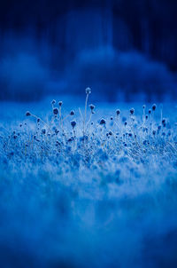 Autumn's frozen tapestry. enchanting meadow captured in ice in northern europe