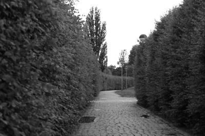 Narrow road along trees