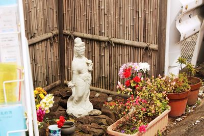 Potted plants in backyard