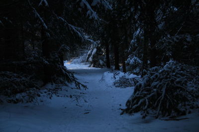 Trees on snow covered landscape at night