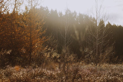 Trees growing on field