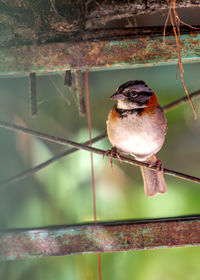 Close-up of bird perching on wood