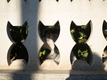 Close-up of leaves against wall