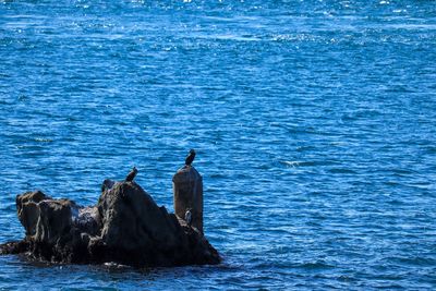 Birds swimming in sea